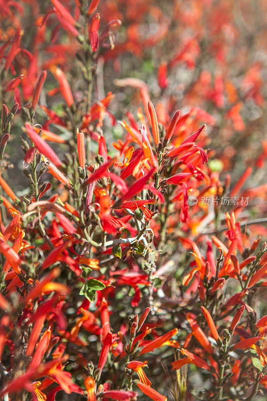 Chuparosa Flowers, Anza-Borrego沙漠州立公园